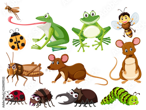 Set of animals and insects