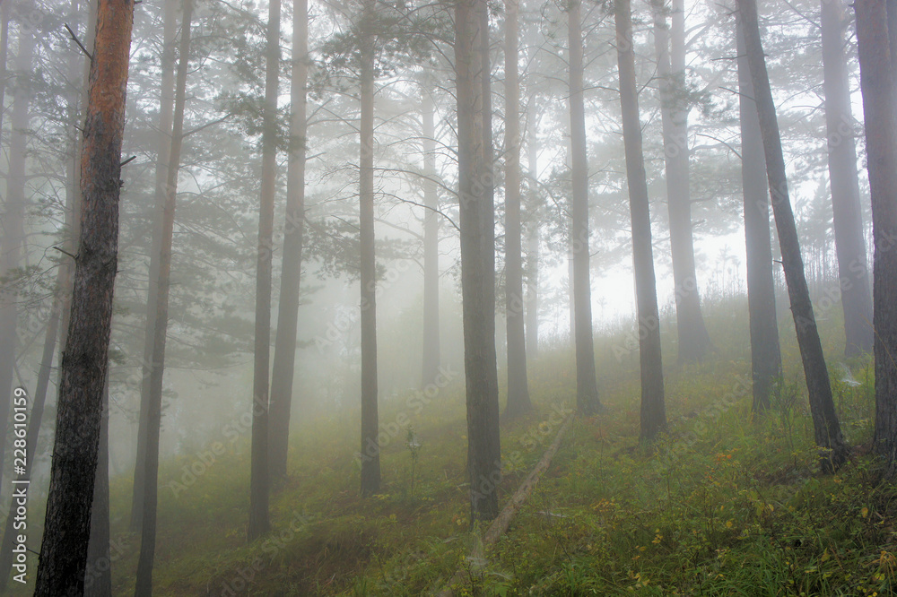 Fototapeta premium Pine forest in the fog. Siberia. Khakassia DSC