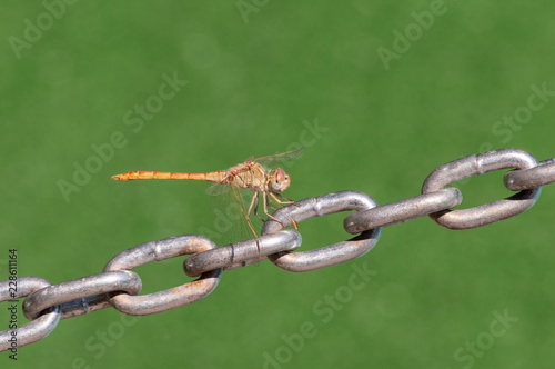 Dragonfly in Selective Focus on the Chain.