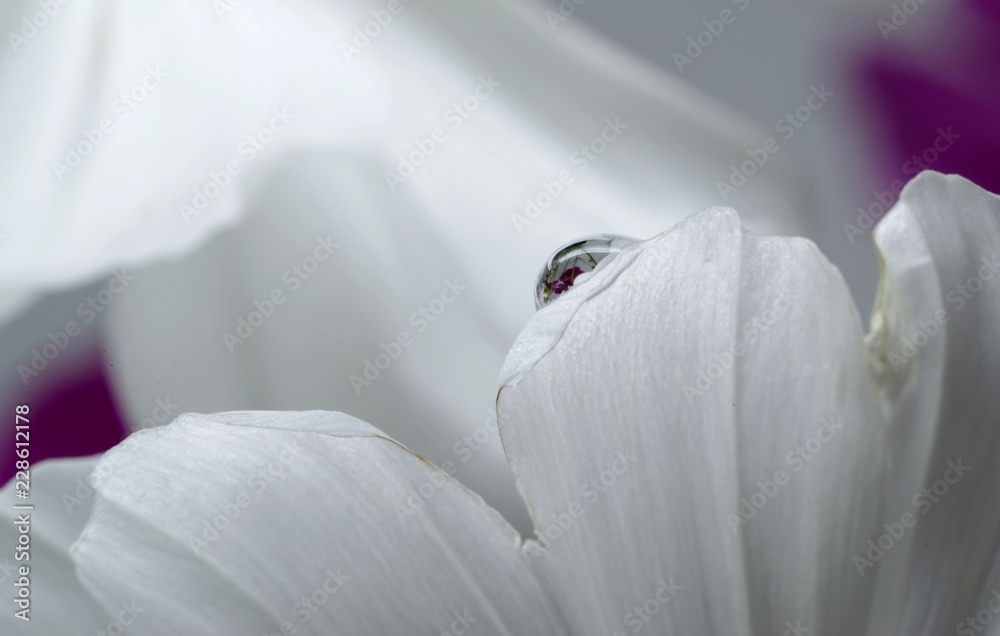 コスモスの花びらの上の水滴 Stock Photo Adobe Stock