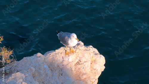 Gaviota posada en una roca a la orilla del mar mediterraneo al atardecer, en Benidorm, Alicante, España, Europa