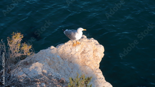 Gaviota posada en una roca a la orilla del mar mediterraneo al atardecer 