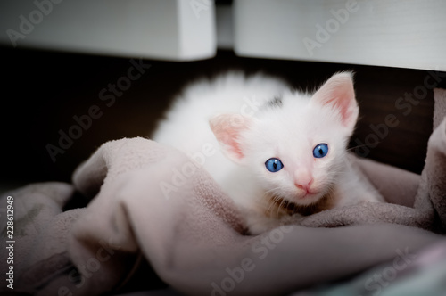 portrait of a beautiful kitty Siamese cat, White colour and blue eyes, Beautiful close up, Beautiful cat at home. Domestic animal, Cute funny cat playing