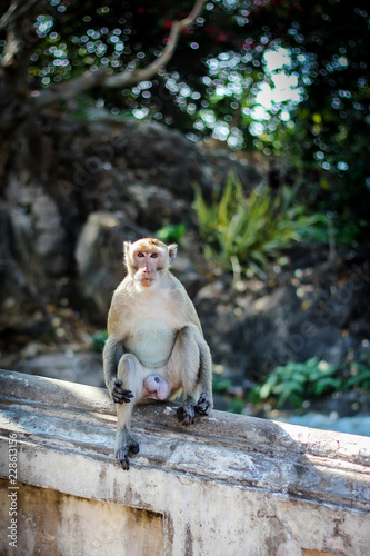 Monkey on tree ,cute animal,asia wild.Sleepy Monkey,The male monkeys were open mouth.Macaque monkey in Monkey Forest. © kanpisut