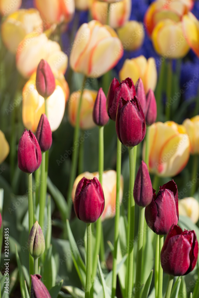Colorful tulip flowers bloom in the garden Colorful tulip flowers bloom in the garden