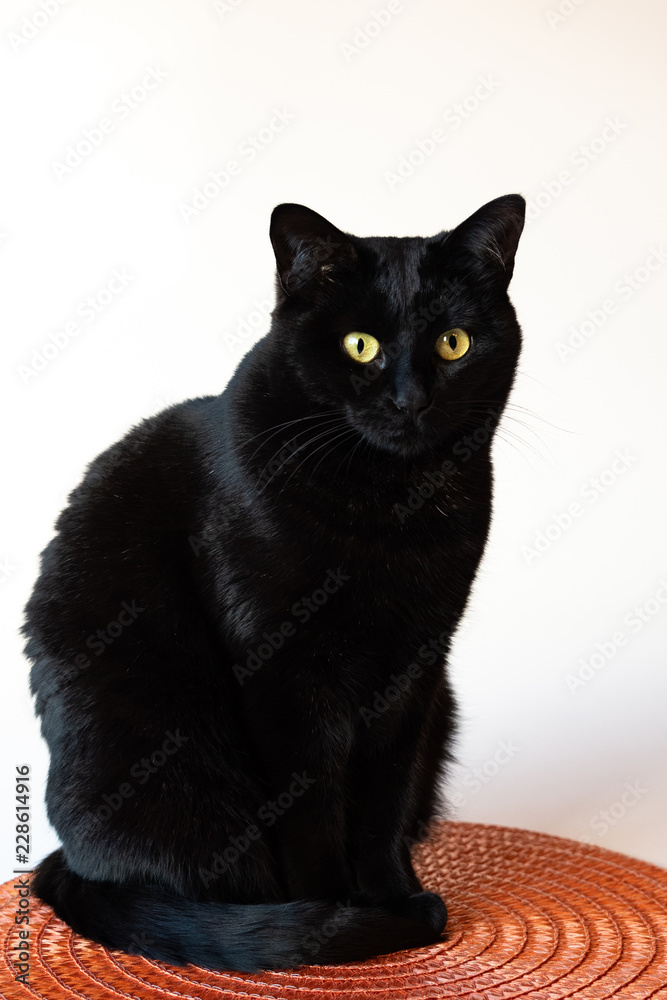Spooky black cat with gold eyes sitting on an orange disc, against a white background
