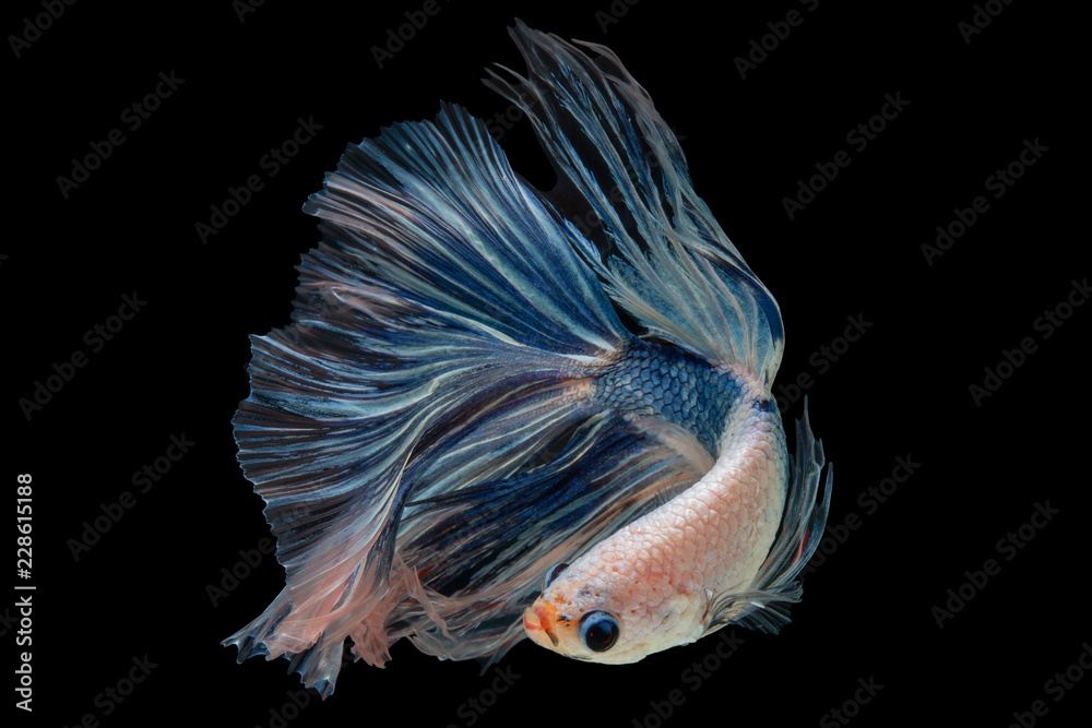 Fototapeta premium Halfmoon Betta Fish