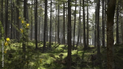 Wallpaper Mural Handheld panning looking through Scottish forest woodland in morning sunrise Torontodigital.ca