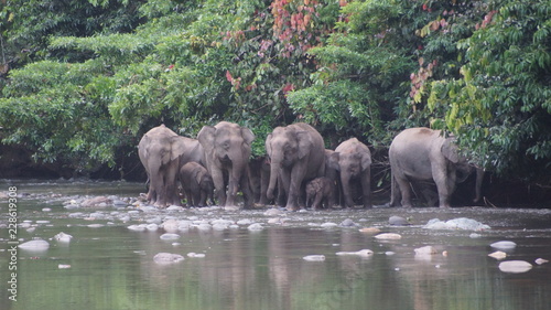 Photography Borneo Pygmy Elephant seen in Danum Valley, Sabah