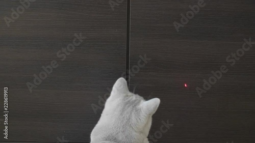 British Cat Playing With Red Dot. Wood Background.