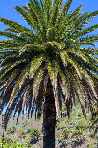 On the street in the village of Masca.Tenerife. Canary Islands..Spain