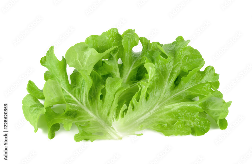 Salad leaf. Lettuce isolated on white background Salad leaf. Lettuce isolated on white background