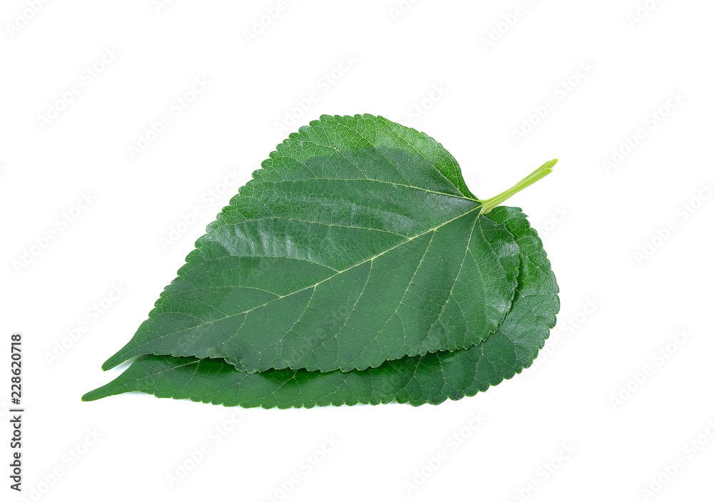 Fototapeta premium Mulberry leaves isolated on white background