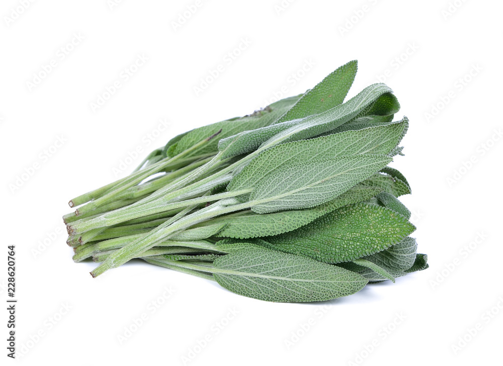 closeup of salvia officinalis leaves on white background closeup of salvia officinalis leaves on white background