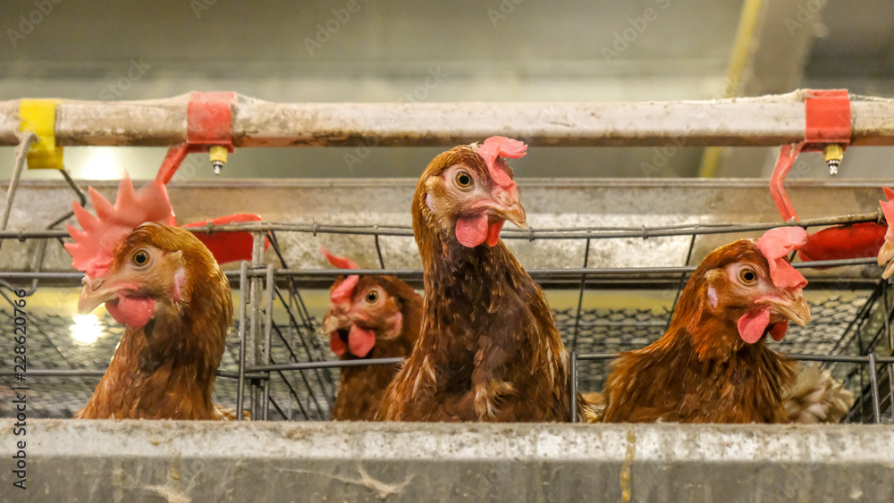 (Blur some of chicken) Multilevel production line conveyor production line of chicken eggs of a poultry farm, Layer Farm housing, Agriculture technological equipment. Limited depth of field.