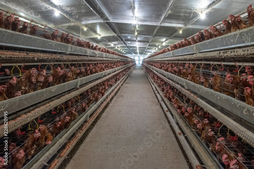 Photography (Blur some of chicken) Multilevel production line conveyor production line of chicken eggs of a poultry farm, Layer Farm housing, Agriculture technological equipment