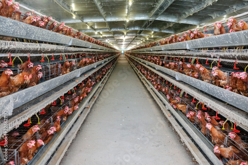 Photographie (Blur some of chicken) Multilevel production line conveyor production line of chicken eggs of a poultry farm, Layer Farm housing, Agriculture technological equipment