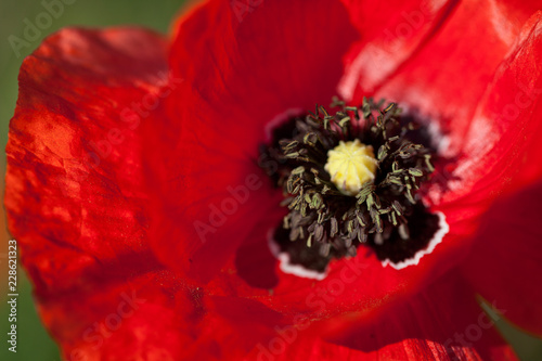 Fototapeta Naklejka Na Ścianę i Meble -  Mohnblüte