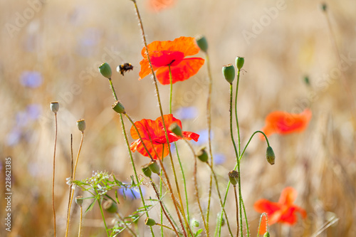 Fototapeta Naklejka Na Ścianę i Meble -  Mohnblumen