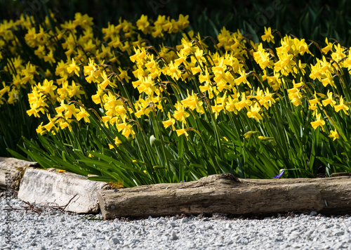 Fototapeta Naklejka Na Ścianę i Meble -  Daffodils growing on a garden bed in springtime