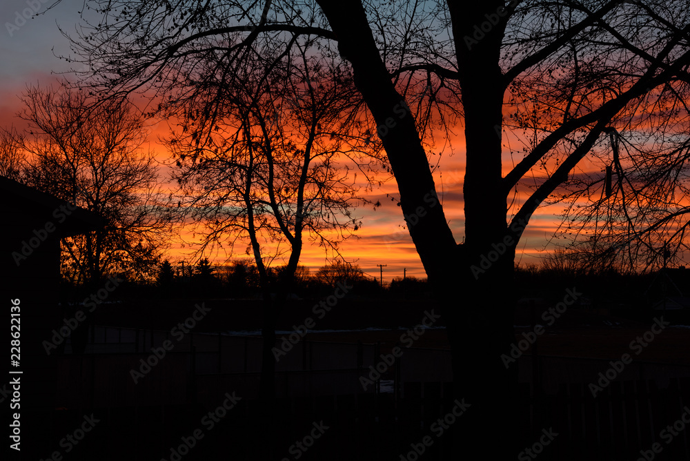 sunrise through trees sunrise through trees