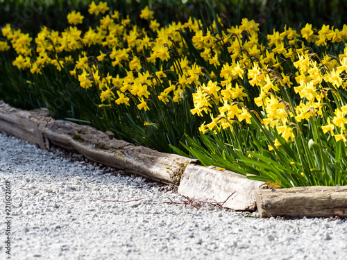 Fototapeta Naklejka Na Ścianę i Meble -  Daffodils growing on a garden bed in springtime