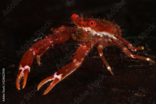 Squat lobster  (Galathea balssi). Picture was taken in Lembeh strait, Indonesia