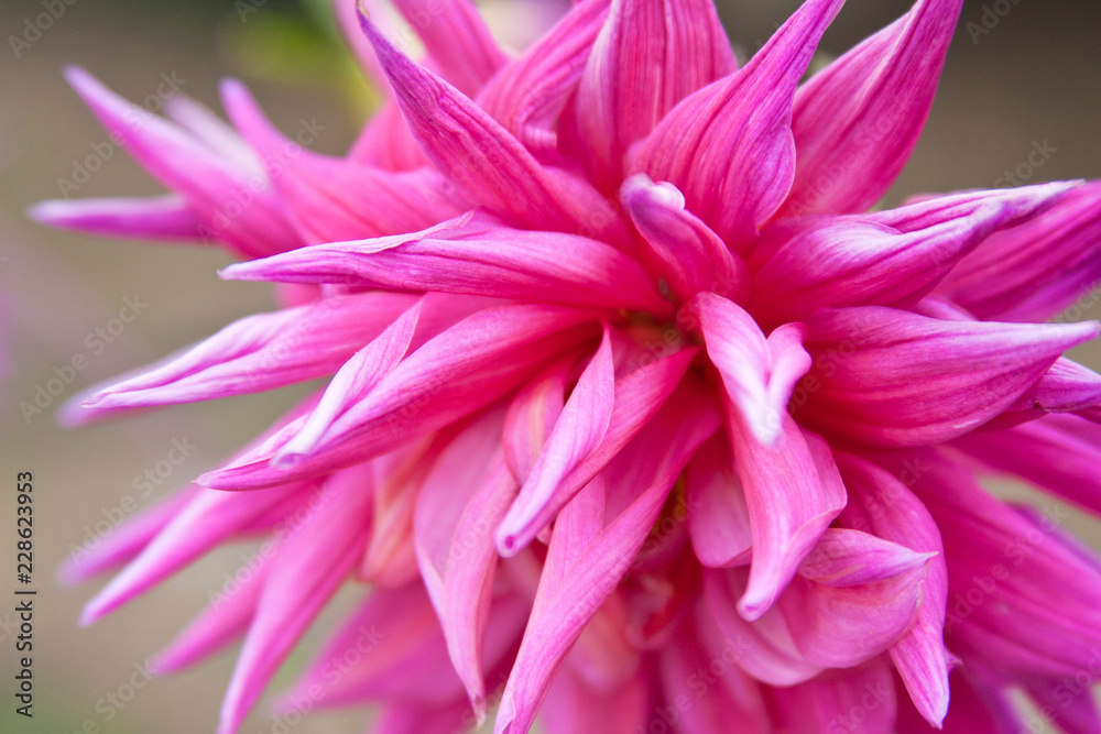 flores flores
