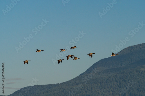 a flock of Canada geese flying pass the mountain in the background under blue sky