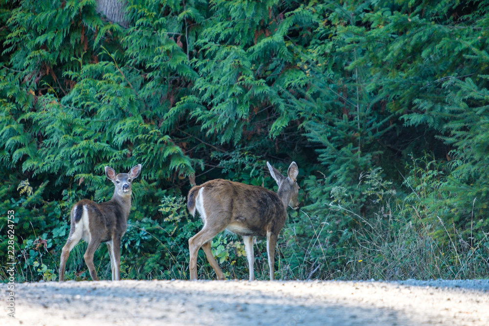 baby deer looking at you while follow its mother walking into the forest 