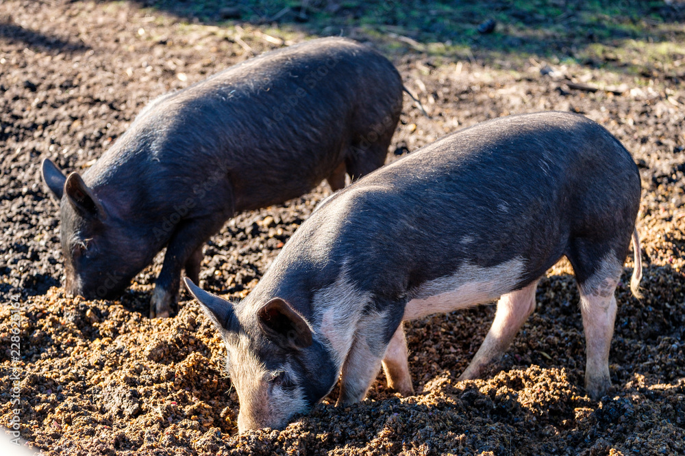 two piglets eating on the farm ground under the sun two piglets eating on the farm ground under the sun