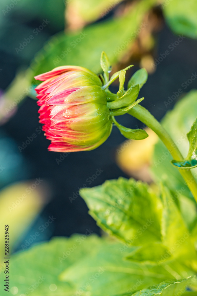 one red flower bud in the garden with green leaves background one red flower bud in the garden with green leaves background