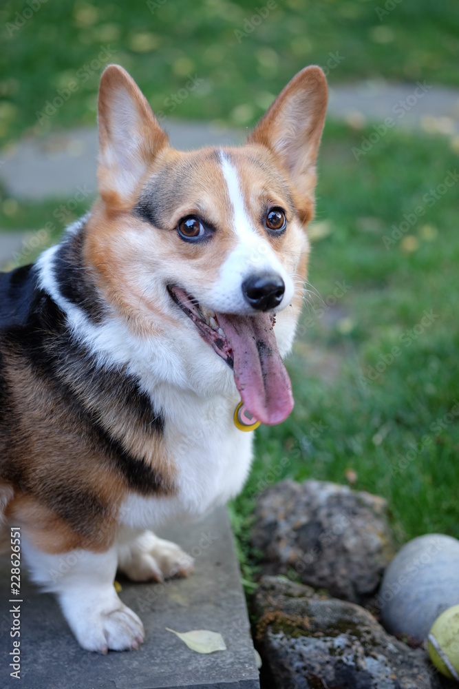Close up of Pembroke Welsh Corgi with tongue out Close up of Pembroke Welsh Corgi with tongue out
