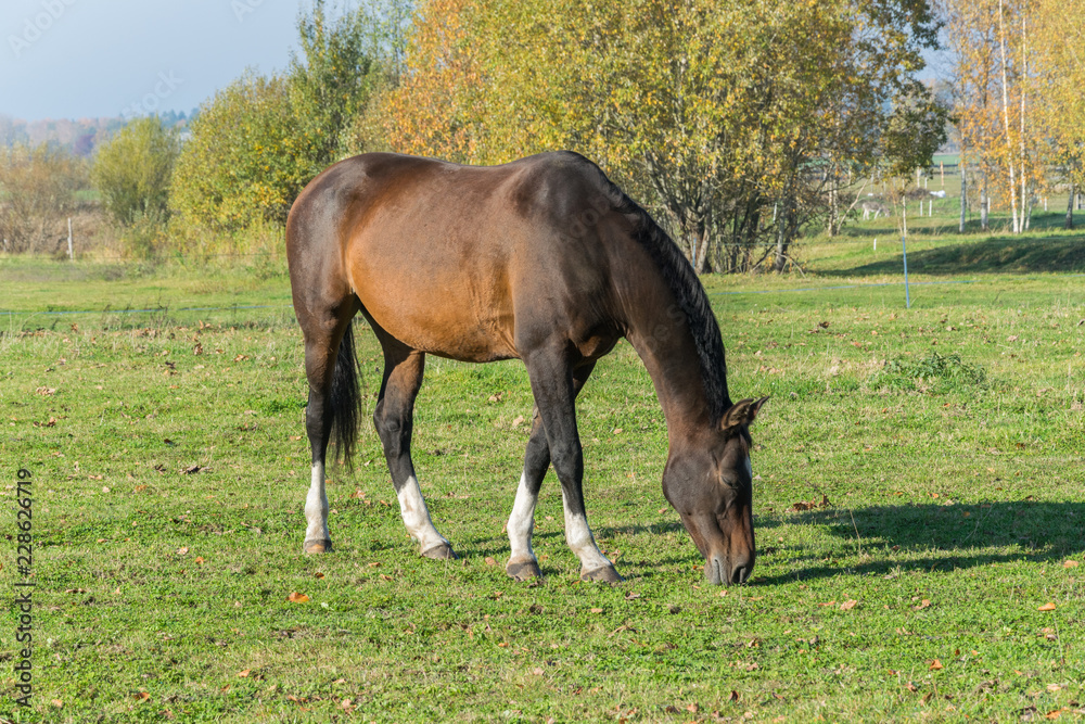 One horse grazing in the meadow. One beautiful bay horse. One horse grazing in the meadow. One beautiful bay horse.