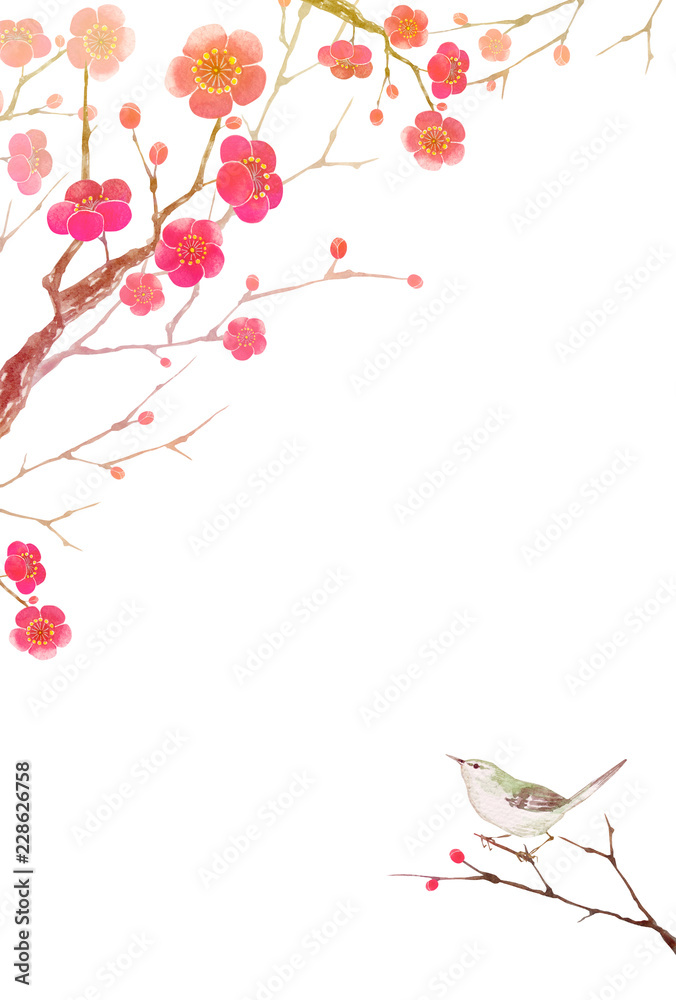 梅の花 寒中見舞い 年賀状 ウグイス 水彩 イラスト Stock イラスト Adobe Stock