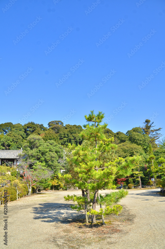 Fototapeta premium 庭園と青空