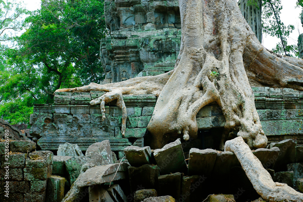 Trees and roots growing in the middle of wall and temple in Angkor wat ,archaeologic park ,Cambodia	