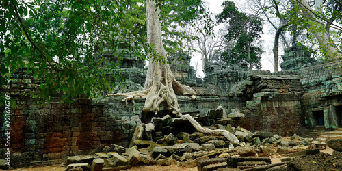 Trees and roots growing in the middle of wall and temple in Angkor wat ,archaeologic park ,Cambodia 