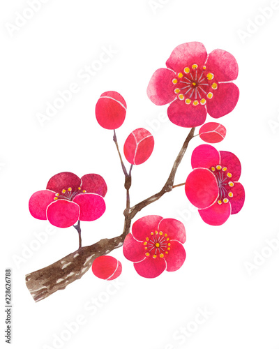 梅の花 紅梅 枝 水彩 イラスト Stock Illustration Adobe Stock 梅の花 紅梅 枝 水彩 イラスト Stock Illustration Adobe Stock