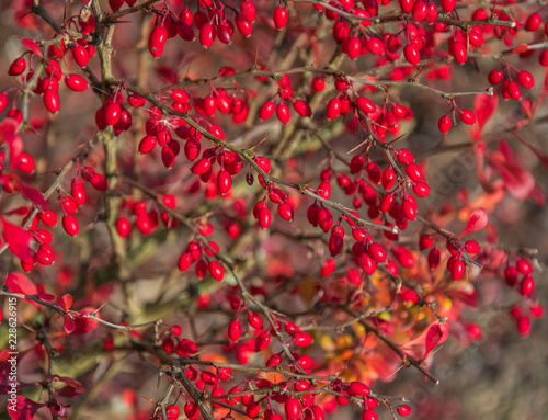 Cornus fruit .Dogwood berries are hanging on a branch of dogwood tree. Cornel, Cornelian Cherry Dogwood.