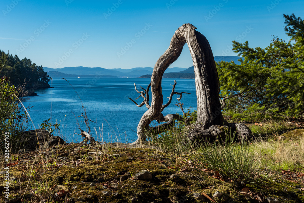 Fototapeta premium curved tree trunk reaching downhill on the edge of the cliff under blue sky