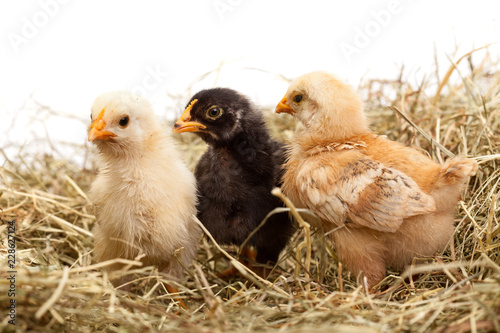 Three chicken in hay