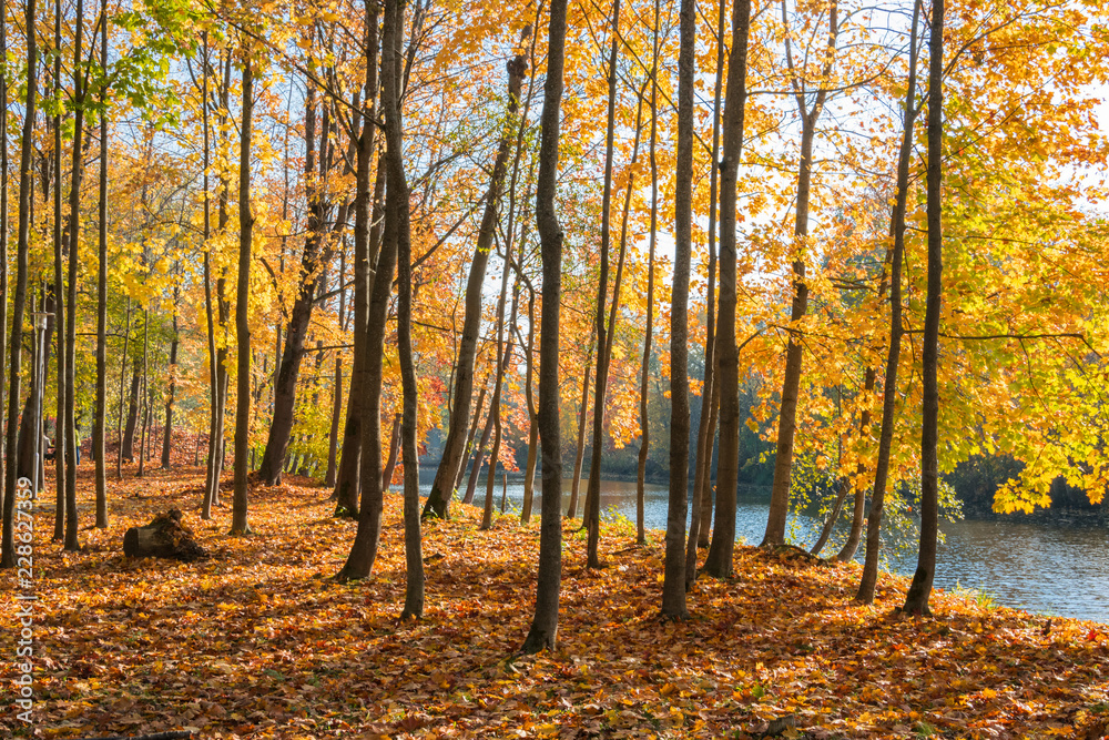 Bright golden maples trees standing near the river on a sunny day. Golden autumn. Bright golden maples trees standing near the river on a sunny day. Golden autumn.