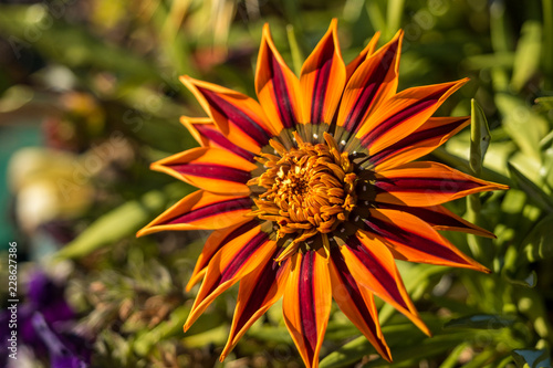 beautiful orange flower with pointy petals under the sun 