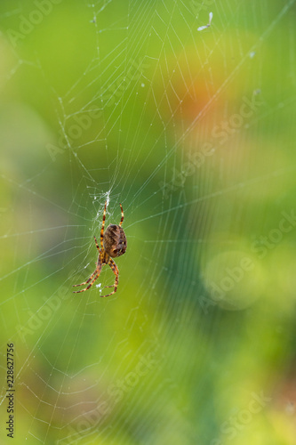 tiny spider on the web with green background