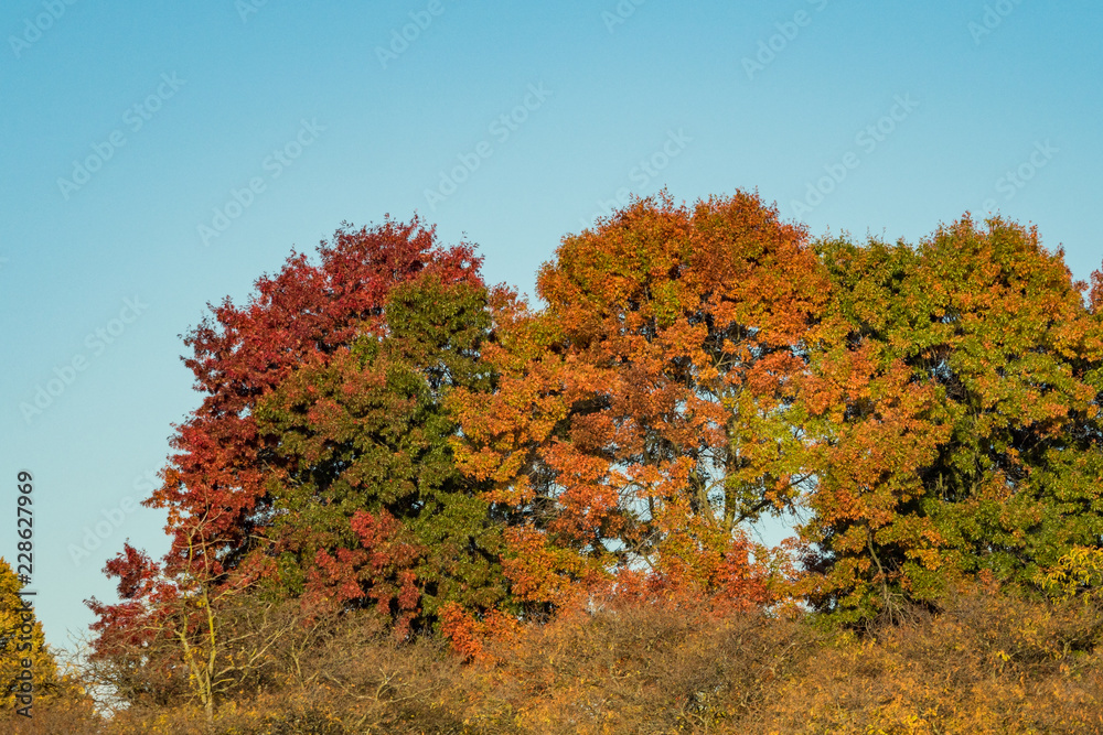 trees full of red, orange and green leaves under blue sky on a sunny morning