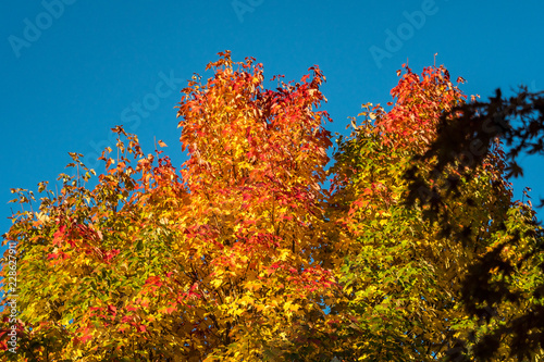 trees full of red, orange and green leaves under blue sky on a sunny morning