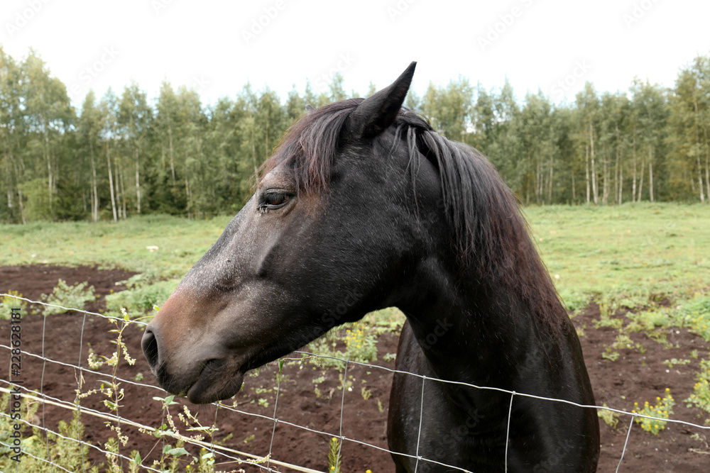 Horse in the field Horse in the field