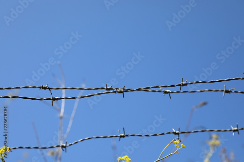Barbed wire fence with flowers
