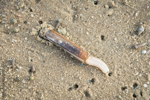 Bamboo clam on the beach photo